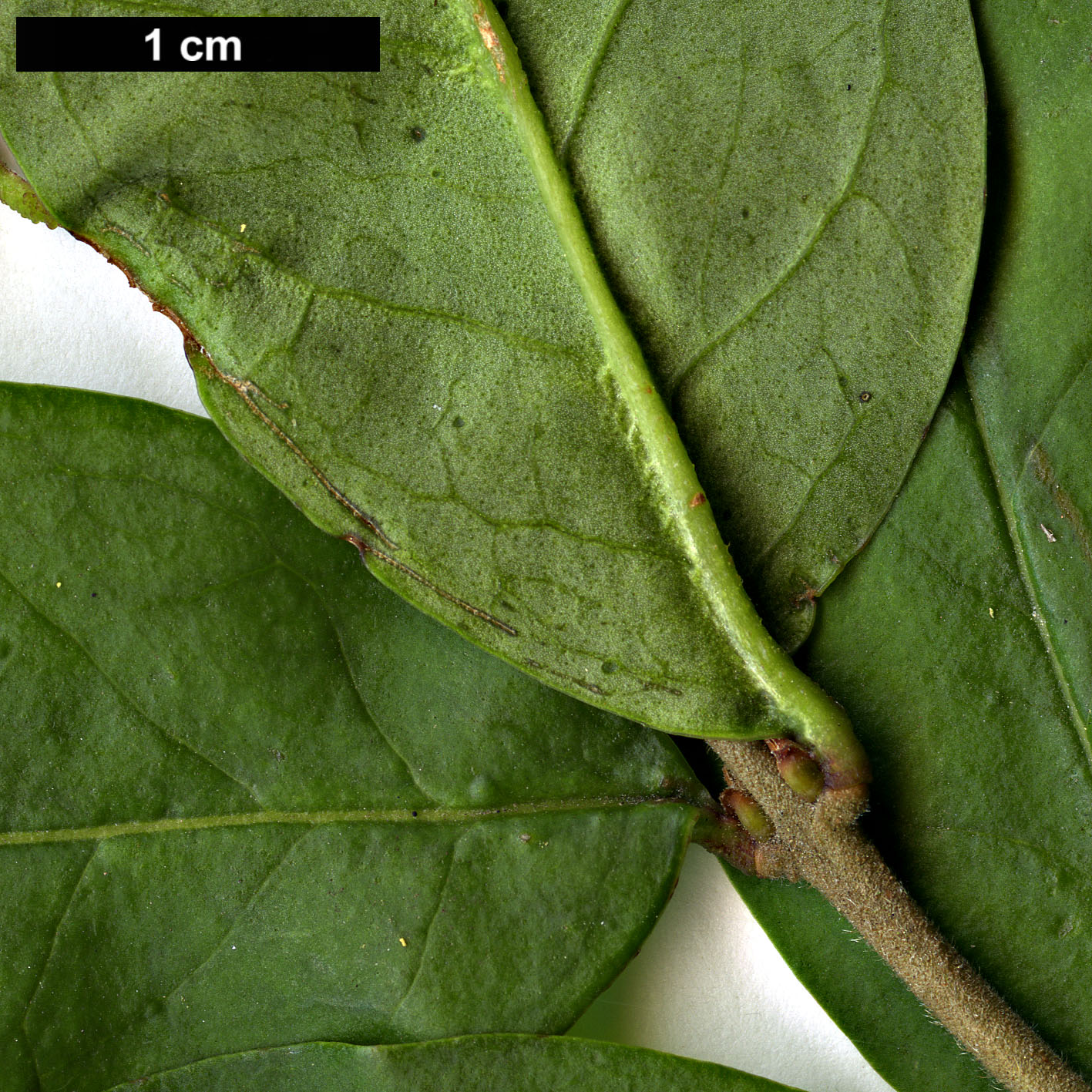 High resolution image: Family: Oleaceae - Genus: Ligustrum - Taxon: obtusifolium - SpeciesSub: subsp. suave